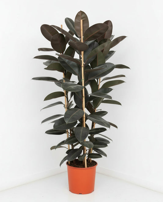 Rubber Plant Tall 3pp 180cm - 2.0 mtr