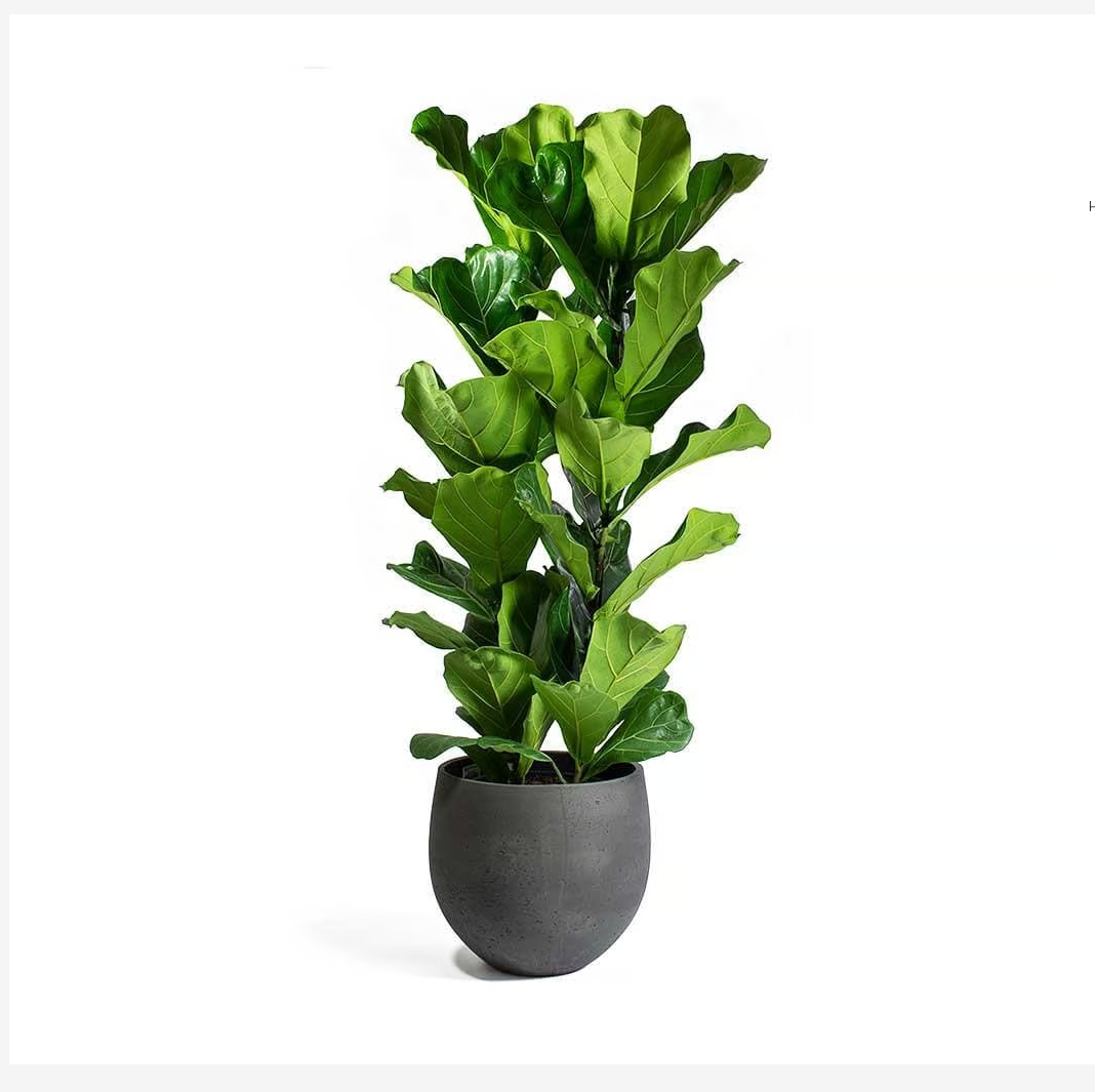 Fiddle Leaf - 3PP - 1mtr - 1mtr Ficus Lyrata