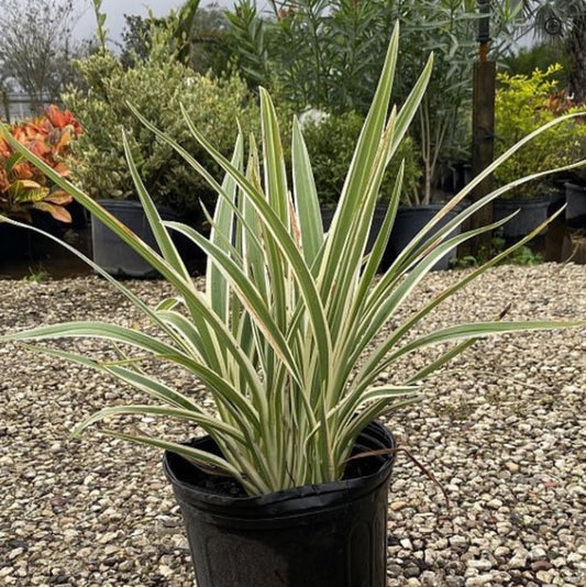 Dianella Tasmanica "Variegata" or Tasman Flax-lily
