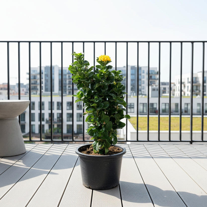 Thai Ixora Yellow / Ixora Chinensis 30cm-40cm