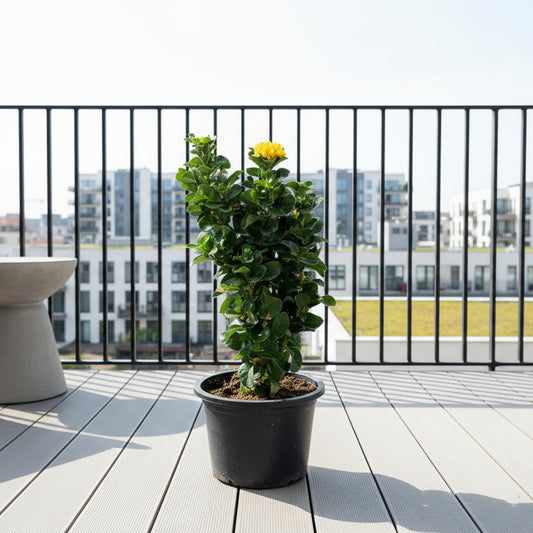 Thai Ixora Yellow / Ixora Chinensis 30cm-40cm