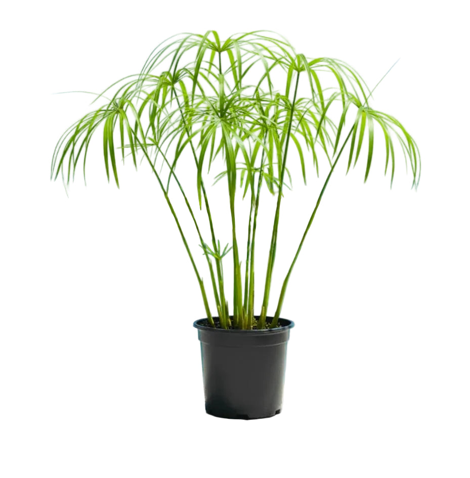 Cyperus Alternifolius "Umbrella Papyrus"