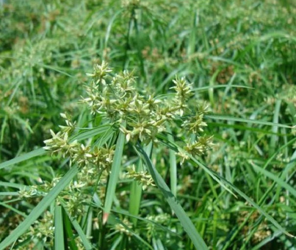 Cyperus Alternifolius "Umbrella Papyrus"