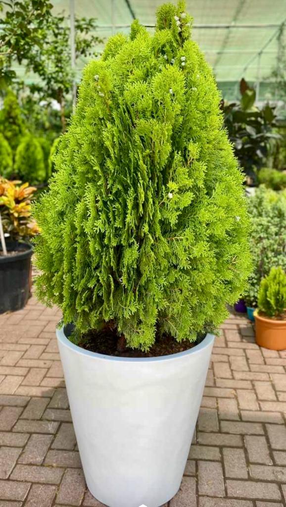 Thuja Orientalis plant with ceramic pot - PlantmartUAE.com