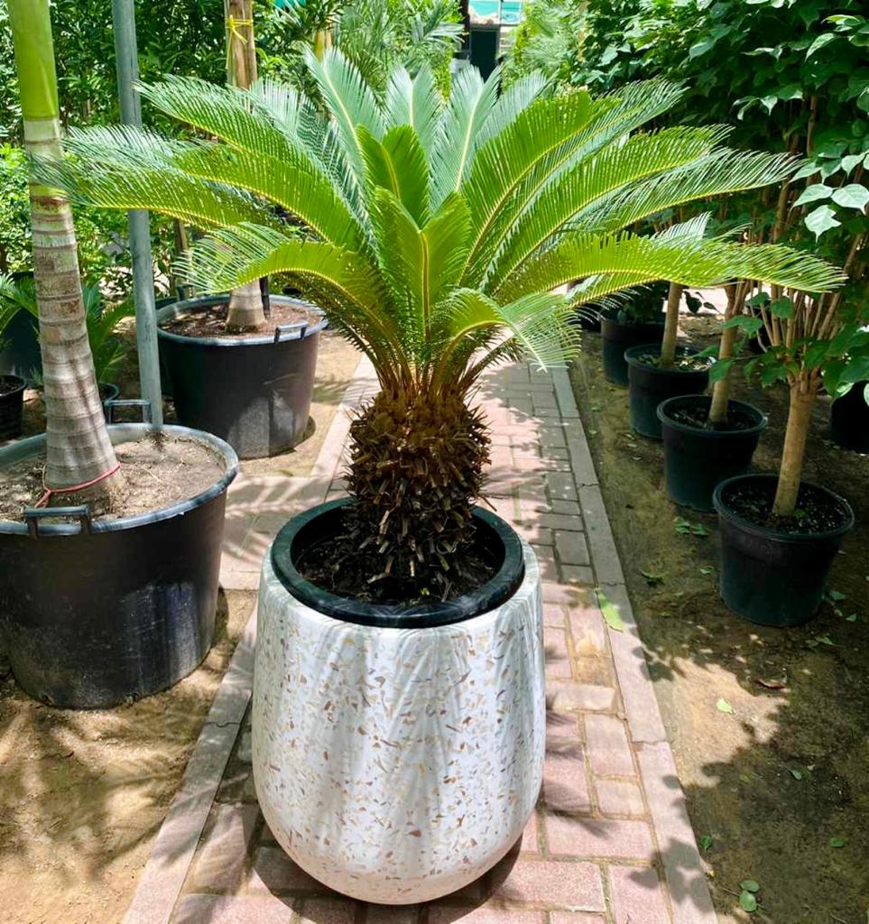 Cycas Palm/Sago Palm Large in FiberClay Pot - PlantmartUAE.com