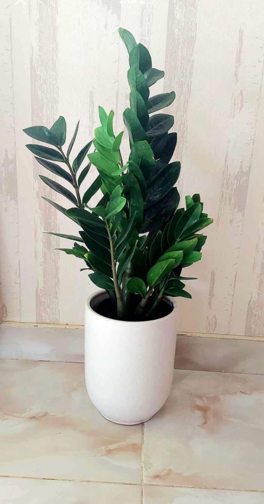 ZZ Plant POTTED in Ceramic Pot (50cm-60cm)