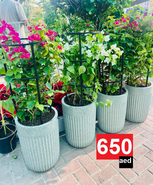 ComboPack: 4Pcs in CERAMIC Pot