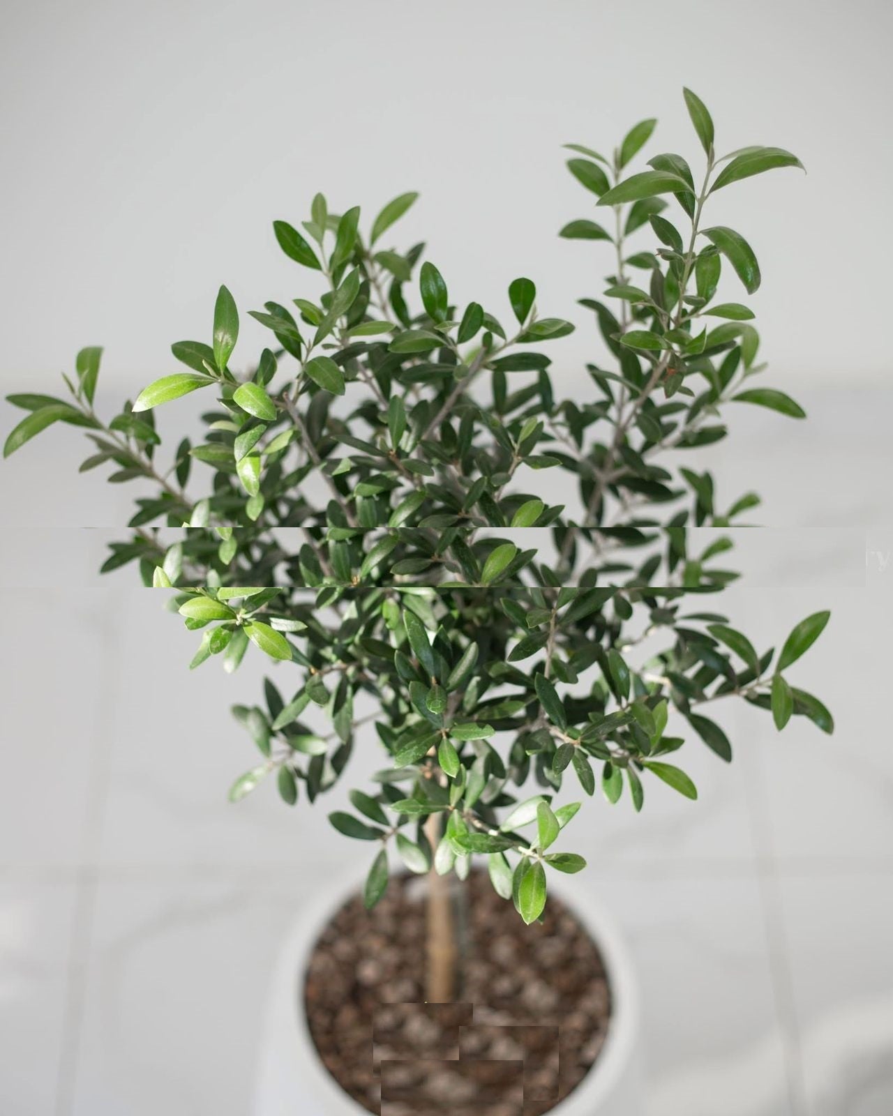 Olive Tree Indoor 1mtr-1.1mtr