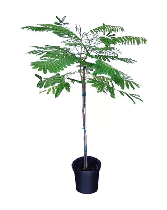 Yellow Poinciana - PlantmartUAE.com