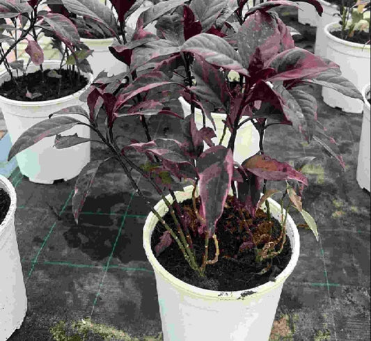 Black varnish Tricolor