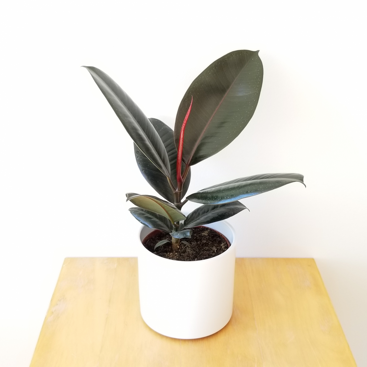 Ficus elastica Abidjan - Burgundy Rubber Plant 30-40cm - PlantmartUAE.com
