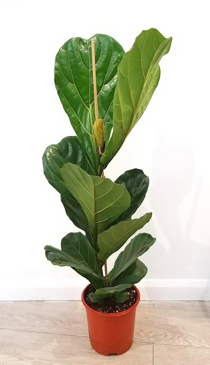 Fiddle Leaf Single Stem -CERAMIC pot (90cm) | Plants OFFER | Ficus Lyrata | PlantMartUAE.com