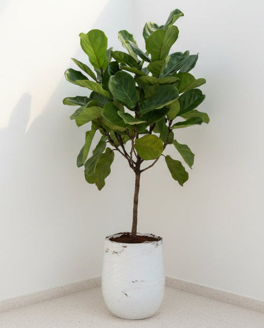 Fiddle Fig - Fiber Pot 1.8 mtr - 2.0 mtr