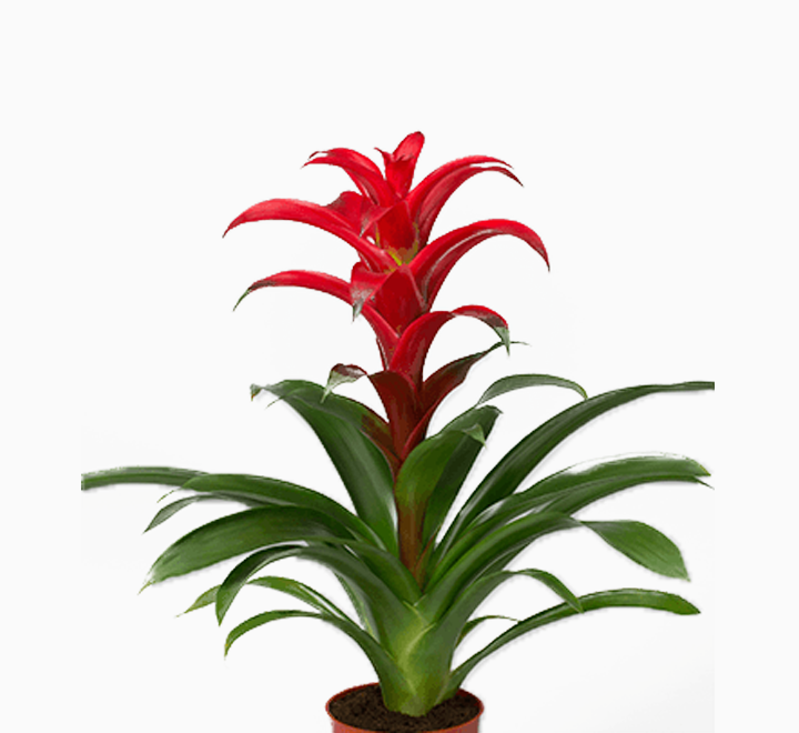 Guzmania Bromeliads HOLLAND 40cm-50cm