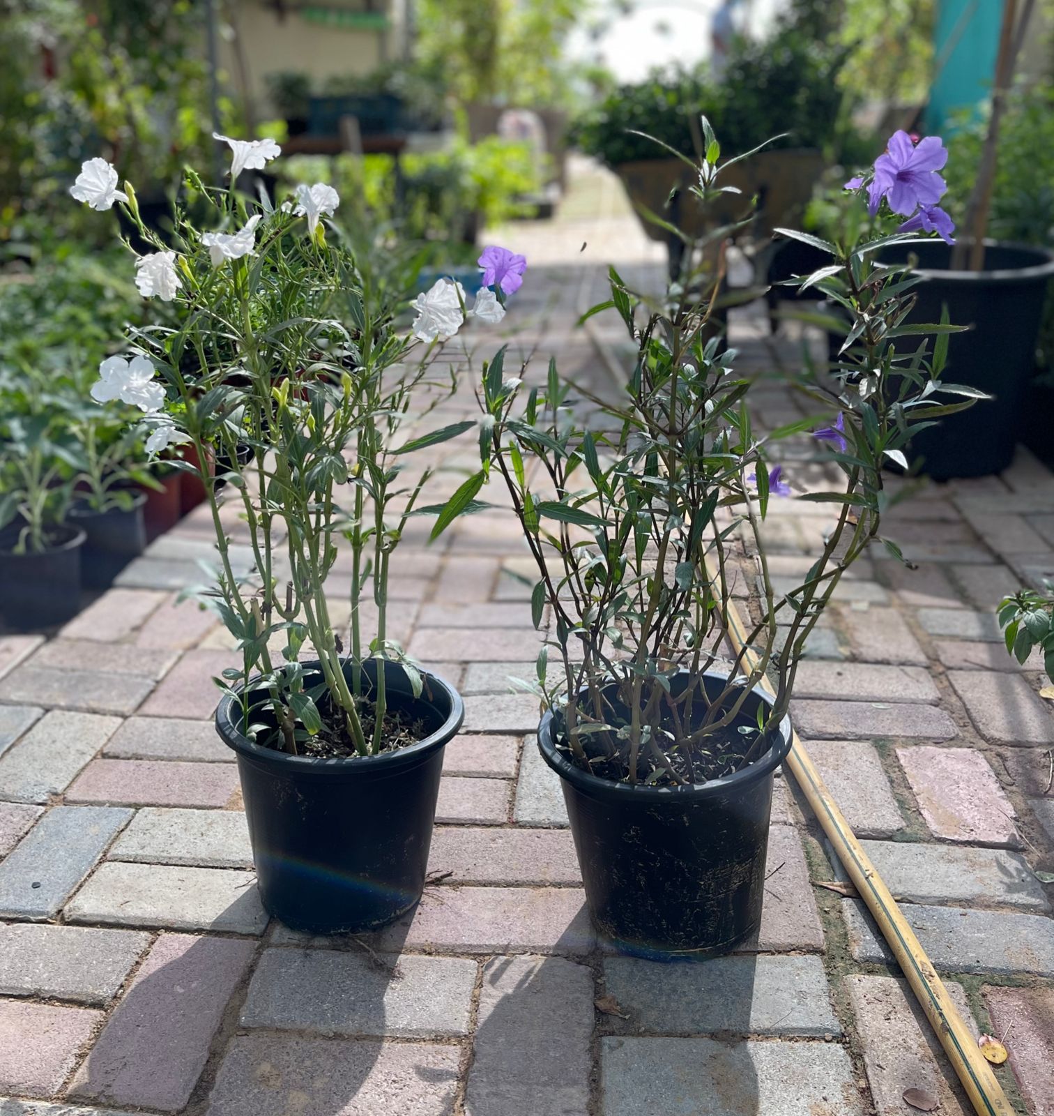 Ruellia medium 40cm - 60cm - PlantmartUAE.com