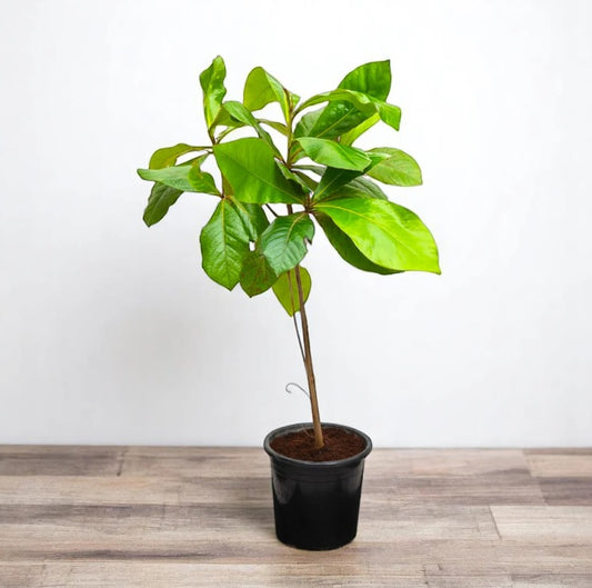 Terminalia catappa "Indian Almond Tree" شجرة اللوز الهندية