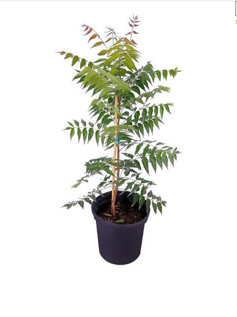 Neem Tree (Azadirachta Indica)