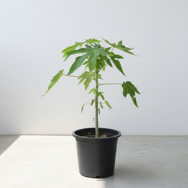 Papaya Small 50cm - 60cm