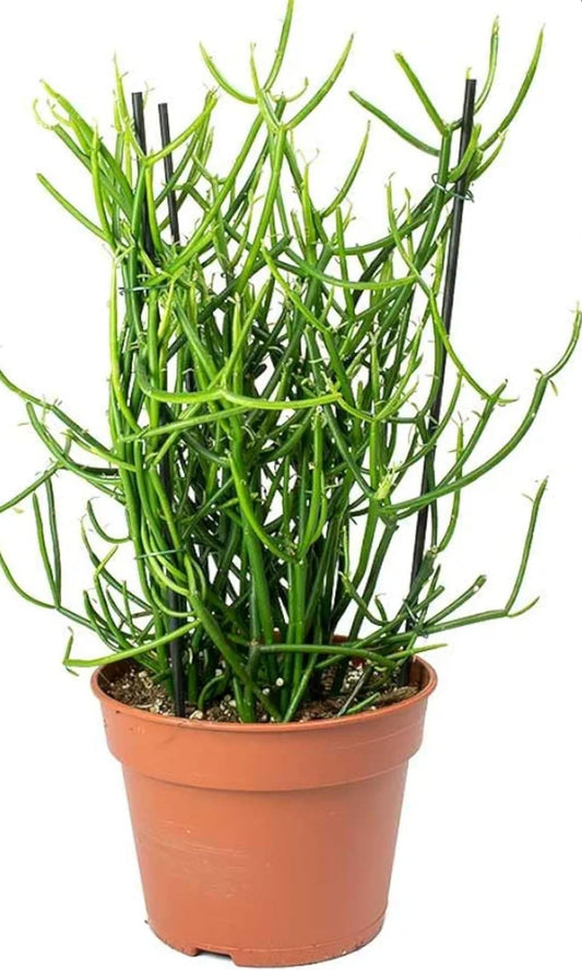 Pencil Cactus Or Firestick Plant
