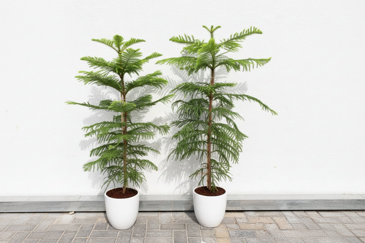 Araucaria Heterophylla (Norfolk Island Pine) 100cm to 120 cm