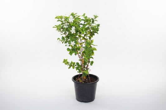 Snowflake 60-80cm  | Outdoor plant | Wrightia Antidysenterica | Best Online Plant Shop | PlantMartUAE.com