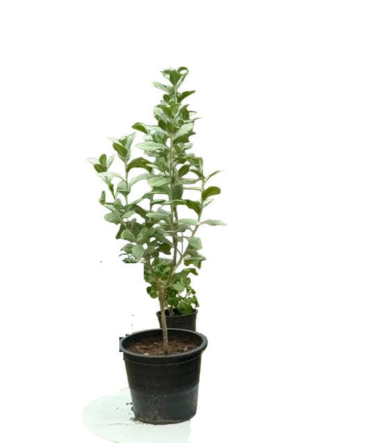 Silver Damas Outdoor Plant