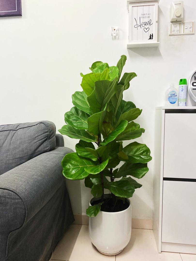 Fiddle Leaf Fig - 2 Stem - 1mtr-1.2mtr - PlantmartUAE.com
