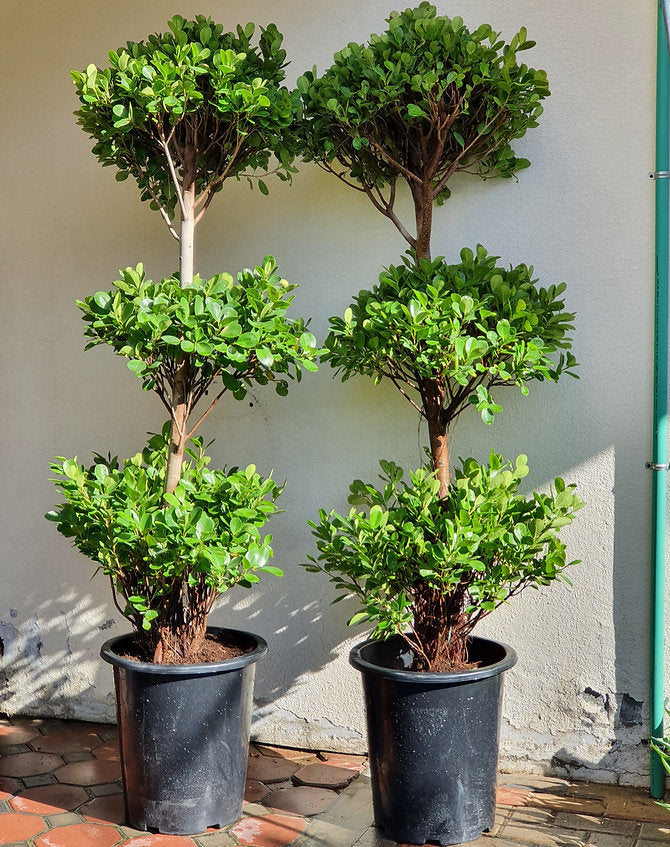 Ficus panda 3 head/tier  170cm-190cm - PlantmartUAE.com