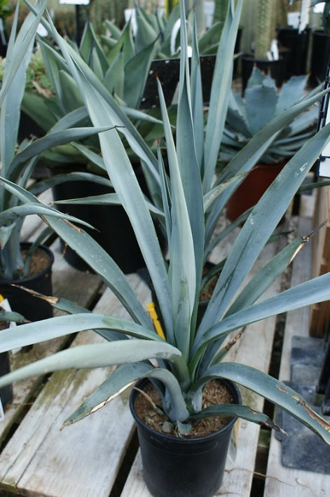 Agave Blue Star 50cm - 70cm AED 95 - PlantmartUAE.com