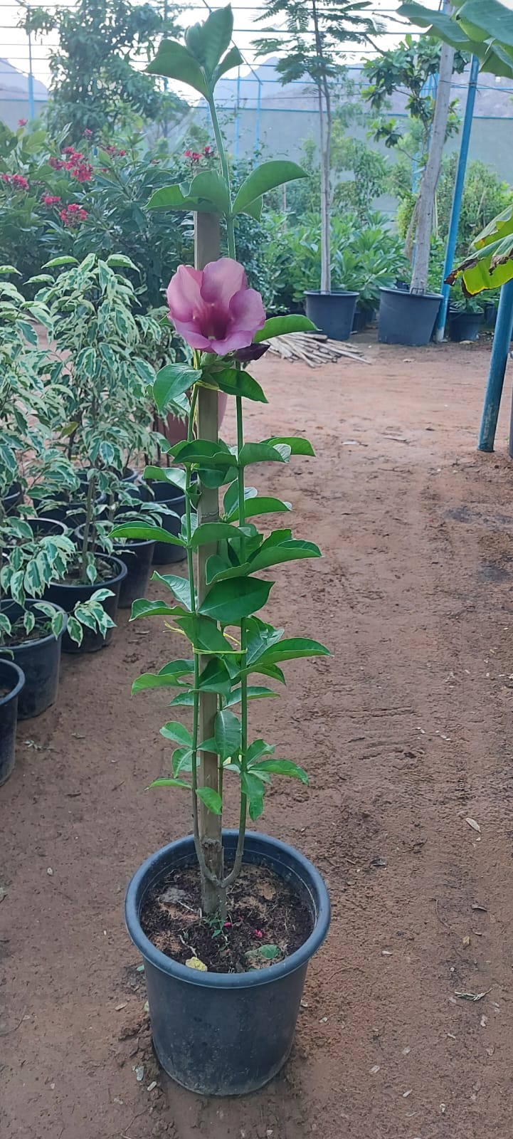 Allamanda Pink 60cm - 70cm - PlantmartUAE.com