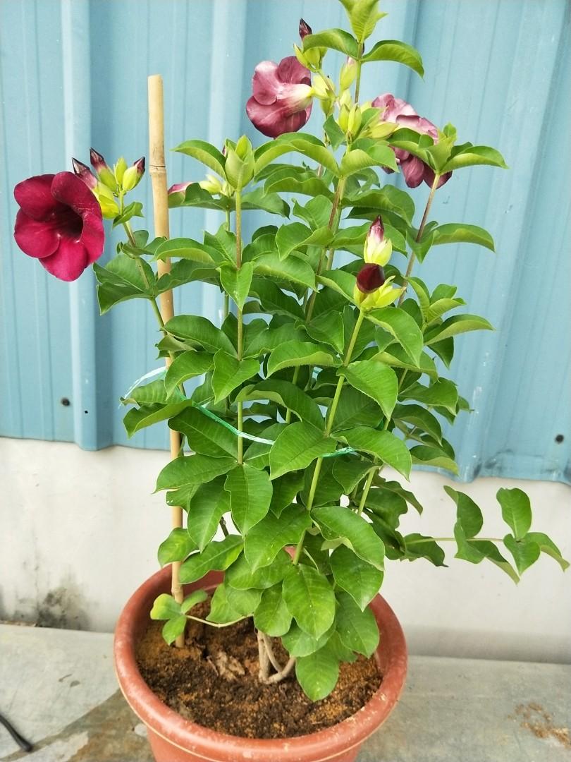 Allamanda Pink 60cm - 70cm - PlantmartUAE.com