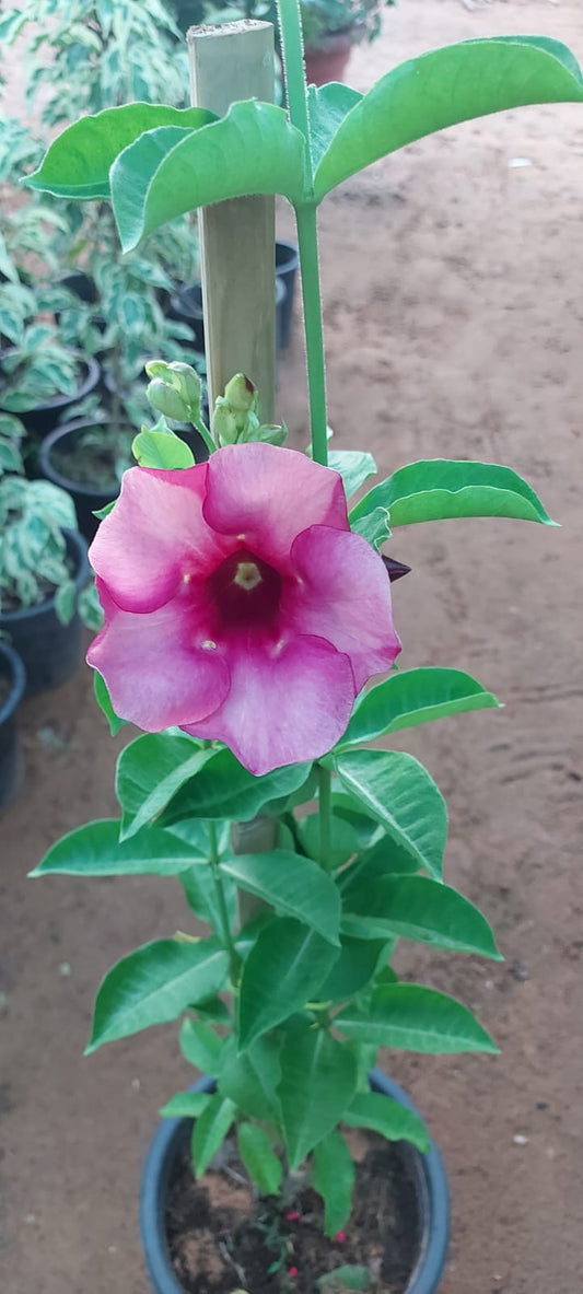 Allamanda Pink 60cm - 70cm - PlantmartUAE.com