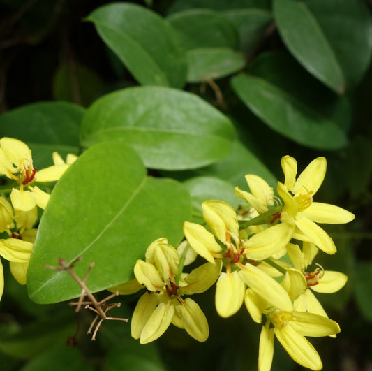Australian Gold Vine 150-170cm - PlantmartUAE.com