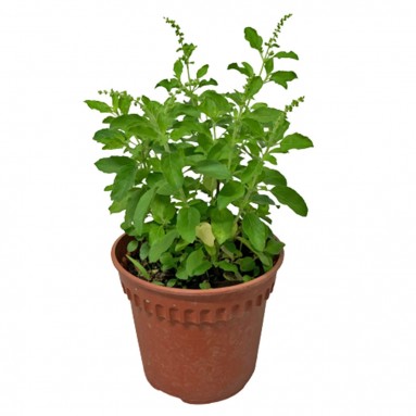 Holy Basil – Tulsi 20cm - 30cm - PlantmartUAE.com