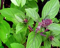 Holy Basil – Tulsi 20cm - 30cm - PlantmartUAE.com