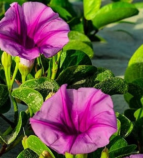 Beach Morning Glory 60cm - 80cm - PlantmartUAE.com
