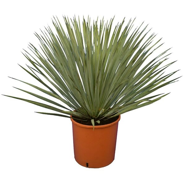 Beaked Yucca 50-60 cm - PlantmartUAE.com