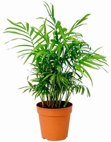 Chamaedorea elegans, Parlour Palm or Bamboo Palm - PlantmartUAE.com