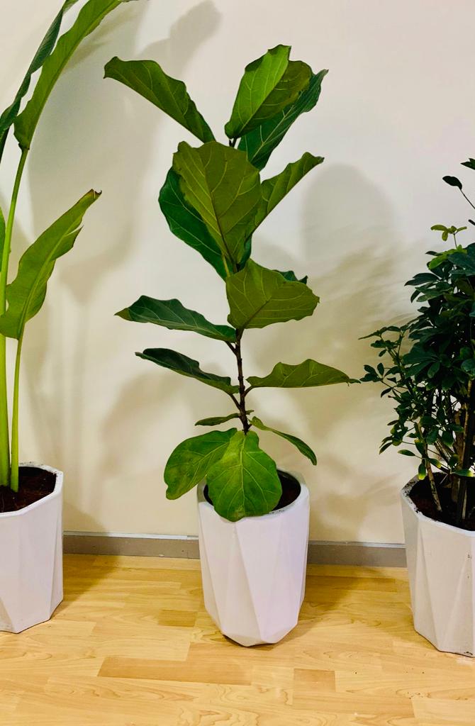 Fiddle Leaf Fig - Single Stem - PlantmartUAE.com