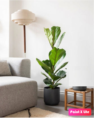 Fiddle Leaf Fig - Single Stem - PlantmartUAE.com