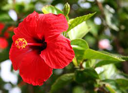Hibiscus Red Tall 1.5m - 2.0m - PlantmartUAE.com