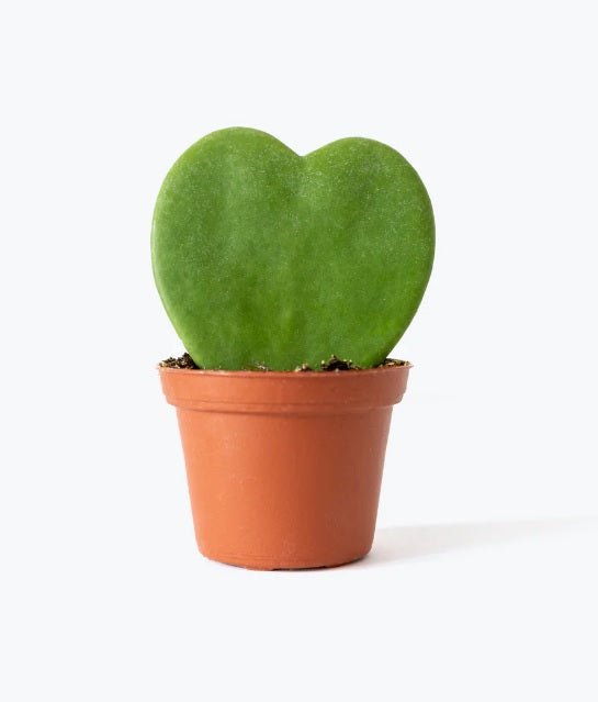 Hoya plant-5cm-10cm - PlantmartUAE.com