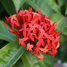 Ixora Coccinea Red 50cm - 70cm - PlantmartUAE.com