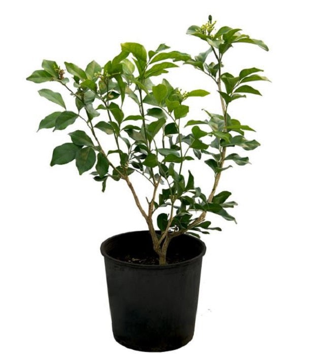 Jasmine Poly 50cm - 70cm - PlantmartUAE.com