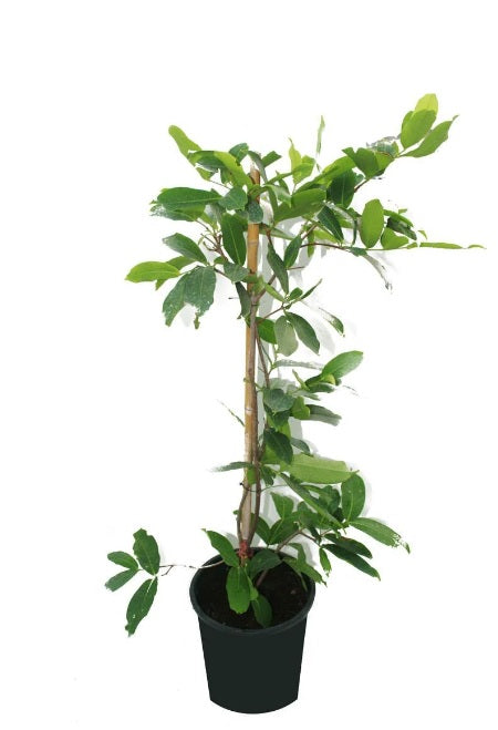 Java Plum - Jamun 50cm - 70cm - PlantmartUAE.com