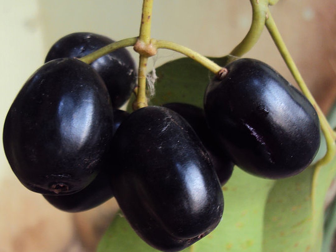 Java Plum - Jamun 50cm - 70cm - PlantmartUAE.com
