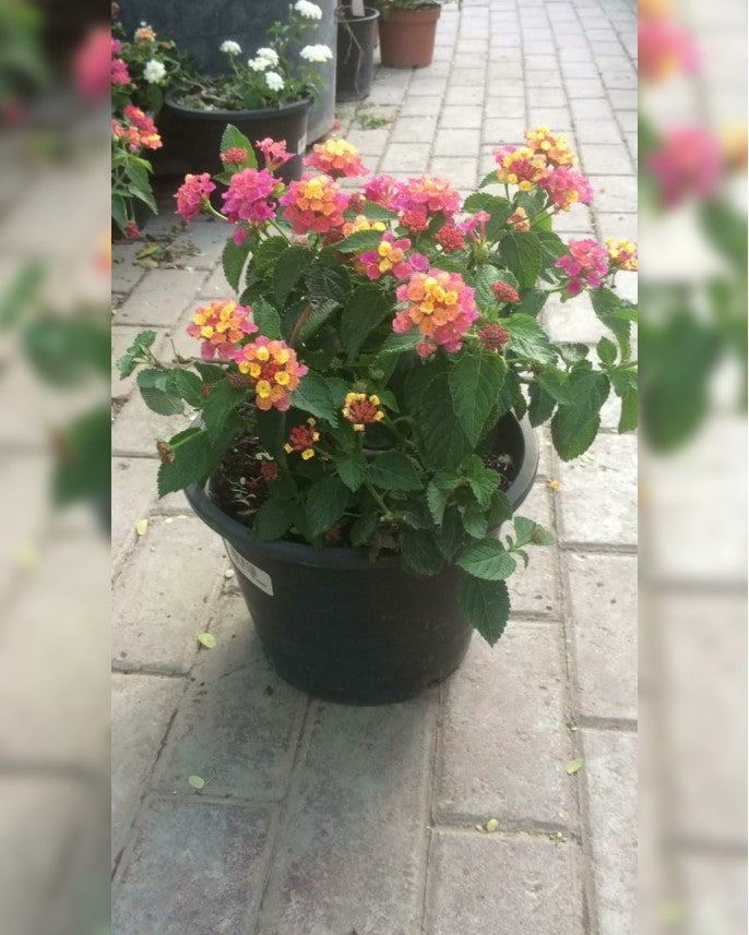 Lantana Mix Color 40cm - 50cm - PlantmartUAE.com