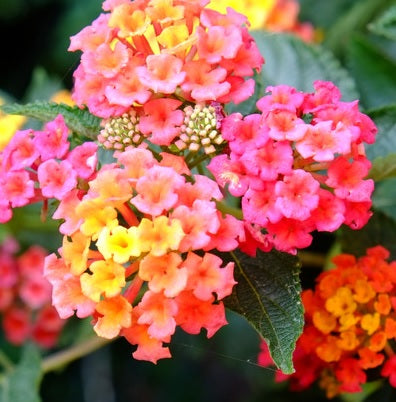 Lantana Mix Color 40cm - 50cm - PlantmartUAE.com