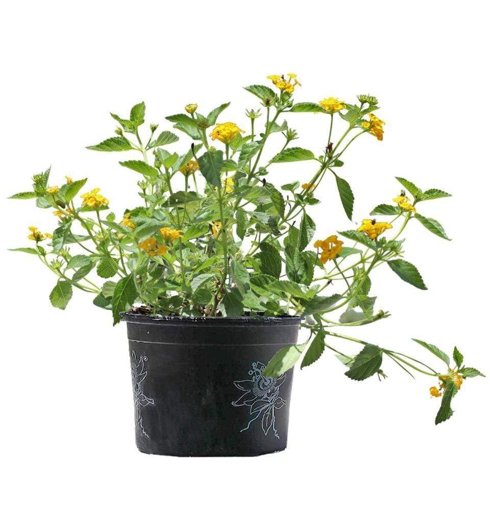 Lantana Yellow 40cm - 50cm - PlantmartUAE.com