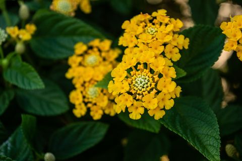 Lantana Yellow 40cm - 50cm - PlantmartUAE.com
